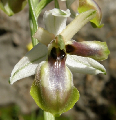 lusus di Ophrys exaltata subsp montis leonis